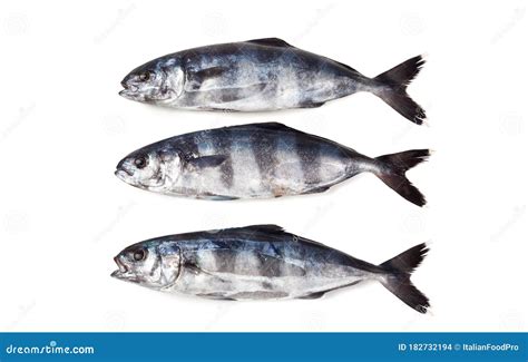 pilot fish|Pilot Fish, Naucrates Ductor .